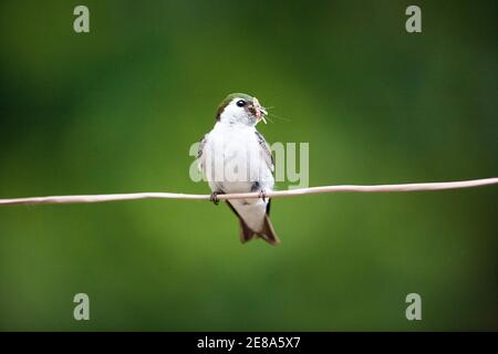 Baumschwalbe mit Insekten (Tachycineta bicolor) in Talkeetna, Alaska Stockfoto