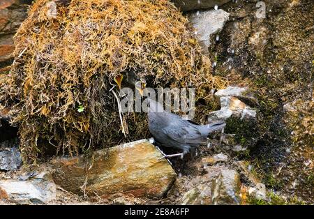 Amerikanischer Dipper (Cinclus mexicanus) füttert Jungtiere in seinem Nest im Denali-Nationalpark, Alaska Stockfoto