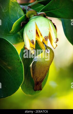 Warbling White-Eye (Zosterops japonicus) oder japanisches White-Eye und Berg White-Eye in Maui, Hawaii Stockfoto