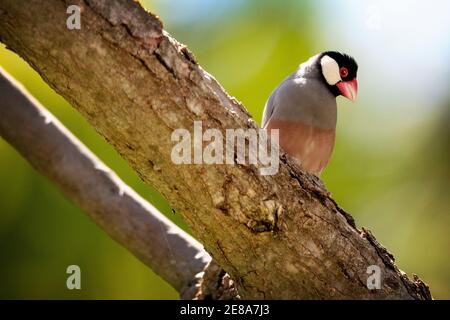 Ein Java Sparrow (Padda oryzivora) in Lahaina, Maui, Hawaii, auch bekannt als Java-Finch, Java-Reissparrow oder Java-Reisvogel Stockfoto