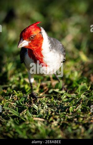 Ein Rotkammkardinal (Paroaria coronata) in Maui, Hawaii Stockfoto