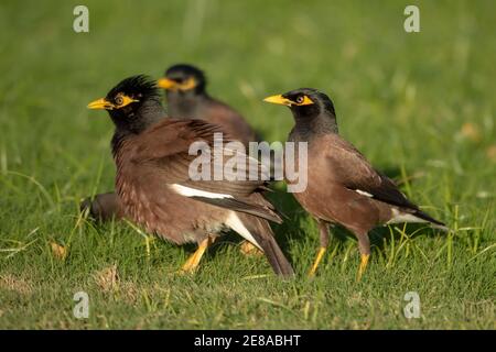 Gewöhnlicher Myna- oder indischer Myna-Vogel (Acridotheres tristis) auf Maui, Hawaii Stockfoto