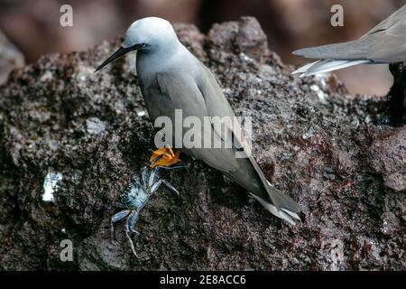 Der Brown Noddy oder Common Noddy (Anous stolidus) ist ein Seevögel aus der Familie der Laridae Stockfoto