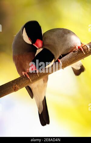 Ein Paar Java-Spatzen (Padda oryzivora), auch bekannt als Java-Finke, Java-Reisspatel oder Java-Reisvogel Stockfoto