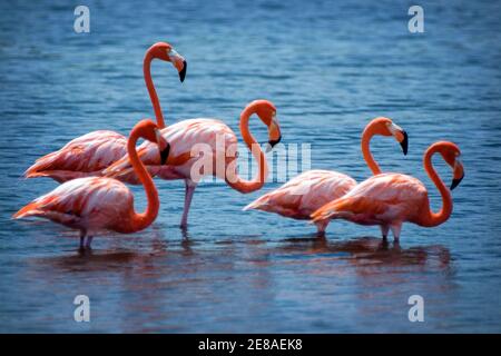 Fünf amerikanische Flamingos (Phoenicopterus ruber), auch bekannt als karibisches Flamingo, im Washington-Slagbaai-Nationalpark auf Bonaire Island Stockfoto