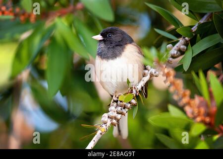 Ein dunkeläugiger Junco-Vogel (Junco hyemalis) in Palo Alto, Kalifornien Stockfoto