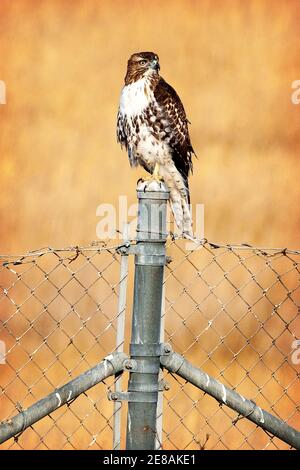 Der Rotschwanzfalke (Buteo jamaicensis) ist ein Raubvogel, der in ganz Nordamerika brütet Stockfoto