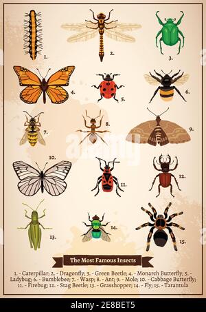 Vintage Buch Seite Poster mit verschiedenen berühmtesten Insekten gezeichnet in Doodle Stil Vektor-Illustration Stock Vektor