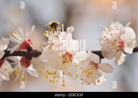 Biene auf weißem Frühlingsbaum Aprikosenblüte. Makro Natur Komposition. Stockfoto