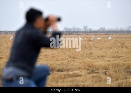 (210131) -- NANCHANG, 31. Januar 2021 (Xinhua) -- Lei Xiaoyong benutzt ein Teleskop, um Kraniche auf der Kangshan Farm im Bezirk Yugan, ostchinesische Provinz Jiangxi, zu beobachten, 30. Januar 2021. Lei Xiaoyong ist Leiter der Wildtier- und Pflanzenschutzstation der Forstverwaltung des Kreises Yugan. Eine der Aufgaben von Lei und seinen Kollegen ist es, Zugvögel am Poyang See zu schützen, dem größten Süßwassersee Chinas und einem wichtigen Überwinterungsort für Wasservögel in Asien. In diesem Winter flog eine große Anzahl von weißen Kranichen zur Kangshan Farm in Yugan zum Überwintern, mit fast 3,000 bei mir Stockfoto