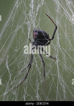 Schwarze wido (roter Rücken) Spinne auf Netz in natürlicher Umgebung Stockfoto