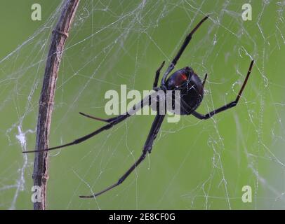 Schwarze wido (roter Rücken) Spinne auf Netz in natürlicher Umgebung Stockfoto