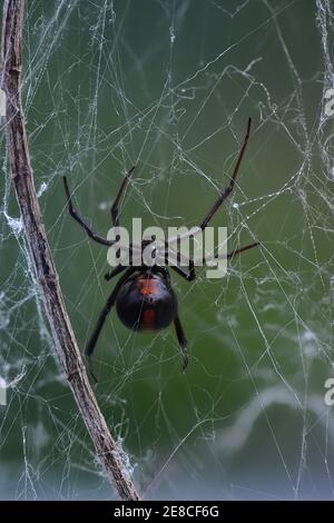 Schwarze wido (roter Rücken) Spinne auf Netz in natürlicher Umgebung Stockfoto