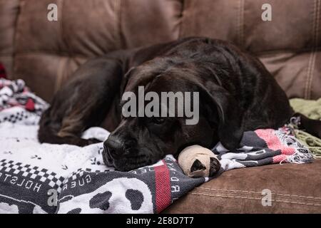 Schwarzer Labrador gekreuzt Hund mit einem verbandten Fuß liegt auf Decken auf einer Ledercouch ruhen Stockfoto