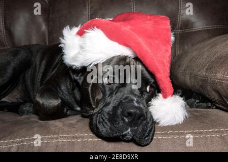 Großer schwarzer Hund trägt einen weihnachtsmann Hut, während er auf einer braunen Couch liegt und nach rechts schaut Stockfoto