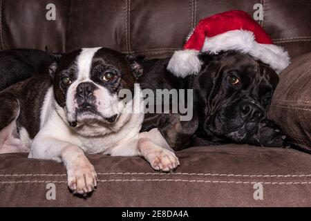 Älterer Boston Terrier mit Katarakten und einem jüngeren Labrador-Kreuz mit weihnachtsmütze auf einer Couch Stockfoto