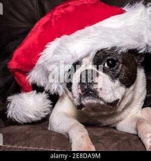 Alter Boston Terrier in einem Weihnachtsmann Hut liegend auf Eine Ledercouch - quadratisches Format Stockfoto