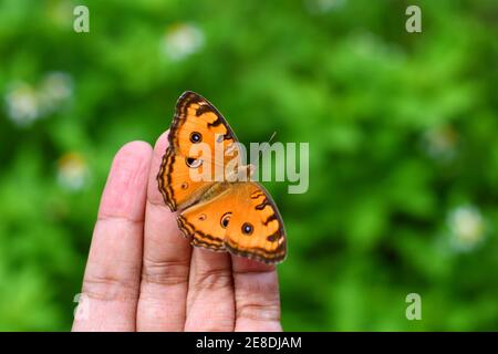 Ein Stiefmütterchen-Schmetterling des Pfaus thronte auf den Fingern. Junonia almana. Stockfoto