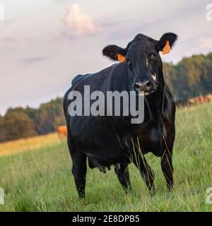 Single Angus entitled Brut Kuh in den Vordergrund mit dem Rest der Herde unscharf im Hintergrund. Quadratischen Format mit niederländischen neigen. Stockfoto