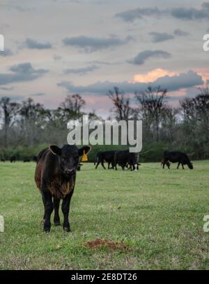 Schwarzes Angus Kalb steht auf einer Weide mit Rest der Herde im Hintergrund mit einem bunten Himmel bei Sonnenuntergang. Stockfoto