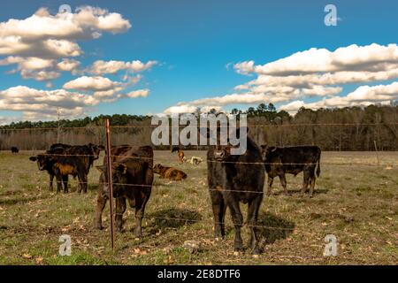 Schwarz Angus gekreuzt Kalb Blick auf die Kamera mit anderen Kälber in der gleichen Frühjahrsweide Stockfoto