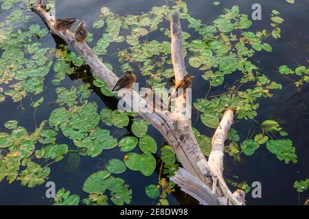 Enten an einem Sommerabend sitzen auf einem Log schwimmt im See Stockfoto