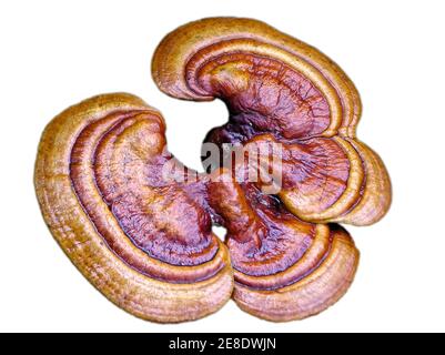 ganoderma lucidum eine Art Kräuter Stockfoto