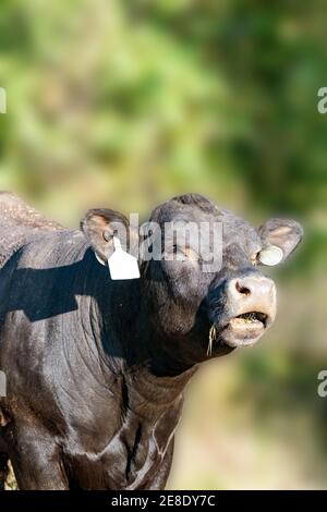 Schwarze Angus Kuh bellowing mit einem gauß verwackelte Hintergrund grüne Stockfoto