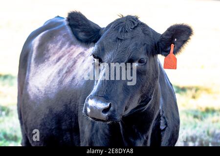 Schwarze Angus Kuh mit rotem Ohranhänger von der Brust Nach oben Stockfoto