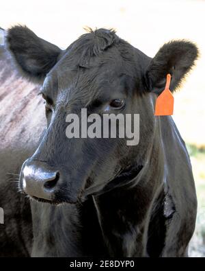 Angus-Kuhkopf mit rotem Ohranhänger zum Links Stockfoto