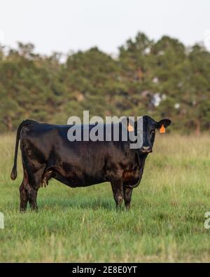 Porträt einer schwarzen Angus-Brut-Kuh, die im Stehen steht Eine Weide, die auf die Kamera schaut Stockfoto