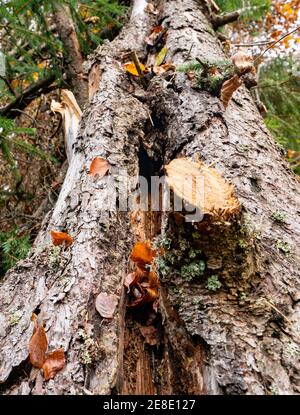 Großer nasser gefallener Baum in einem schönen bunten dichten Wald Unter gefallenen farbigen Blättern Stockfoto