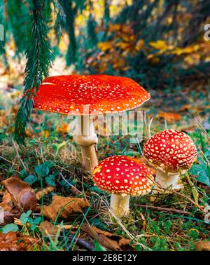 Schöne Wildpilz Amanita auf einer grünen Wiese in einem Dichter, vielfarbiger Wald in den Karpaten im Herbst Stockfoto