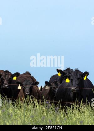 Black Angus Kühe stehen in einer Zeile hinter einem elektrischen Zaun mit leeren blauen Himmel im Hochformat Stockfoto