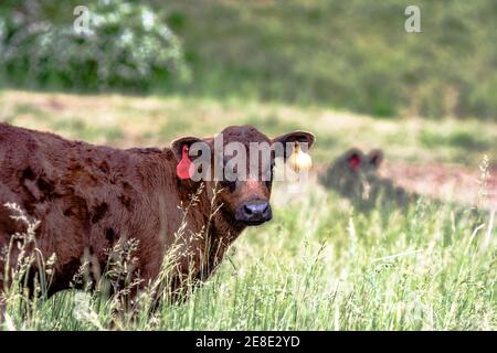 Angus entitled Kalb stehend in rohrschwingel Weide mit einer anderen Kuh unscharf im Hintergrund Stockfoto