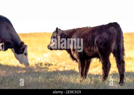 Schwarzes Angus-Mischkalb steht auf einer ruhenden Weide mit einer grasenden Kuh im Hintergrund. Stockfoto