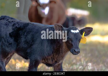 Schwarzes Angus-Mischkalb mit unscharfem Kuh im Hintergrund Stockfoto