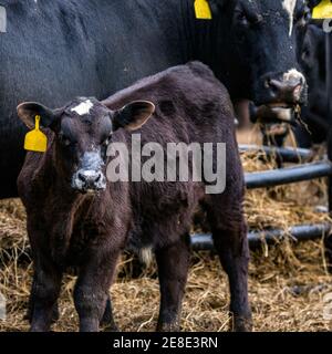 Angus gekreuzt Kalb mit getrockneter Milch auf seinem Gesicht stehend Vor seiner Mutter Stockfoto