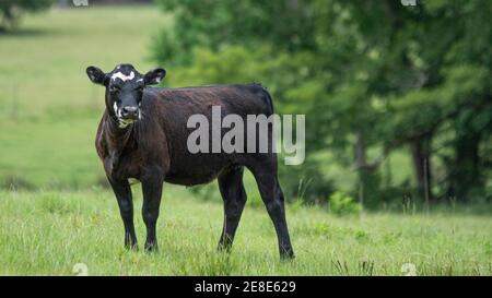 Einzelne Angus-Mischfelle, die auf einem grünen Grashintergrund auf die Kamera schaut. Stockfoto
