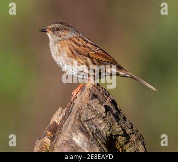 Dunnock in der Sonne posiert auf einem Baumstumpf Stockfoto