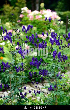 aconitum carmichaelii arendsii, lila Blüten, wolfsbane, monkshood, Blüte, Sommer, giftig, RM floral Stockfoto