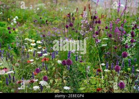 Allium sphaerocephalon, Drumstick allium, lila Blume, Blumen, Blüte, mehrjährige Glühbirne, Agastache, Echinacea, thalictrum, Dautus, Garten, gemischte mehrjährige sein Stockfoto