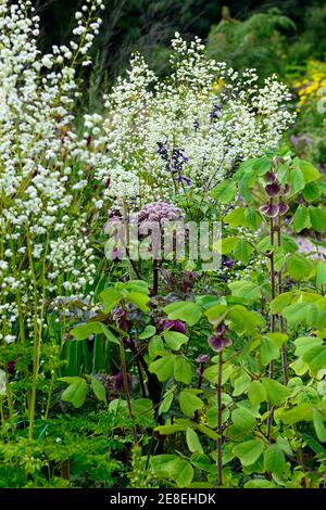 angelica sylvestris purpurea,Thalictrum delavayi Splendide White,Amicia zygomeris,purpurne Blumen,Blume,blühend,blühend,Mischbepflanzung,Co Stockfoto