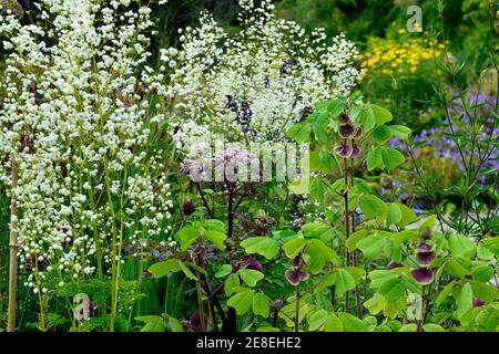 angelica sylvestris purpurea,Thalictrum delavayi Splendide White,Amicia zygomeris,purpurne Blumen,Blume,blühend,blühend,Mischbepflanzung,Co Stockfoto