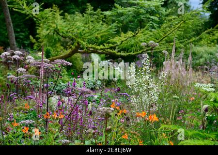 angelica sylvestris purpurea,Thalictrum delavayi Splendide Weiß,Veronicastrum,Verbena,lialc weiß lila Blüten,Blume,blühend,blühend,gemischt p Stockfoto