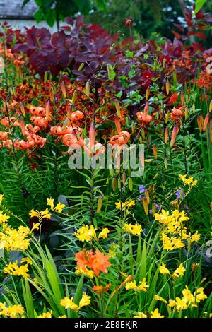 cotinus Gnade, Laub, Blätter, Lilium lancifolium, crocosmia, crocosmias, Phlox, Dahlie, rot orange gelbe Blumen, heiße Grenze, heiße Grenzen, Sommer in der Garde Stockfoto