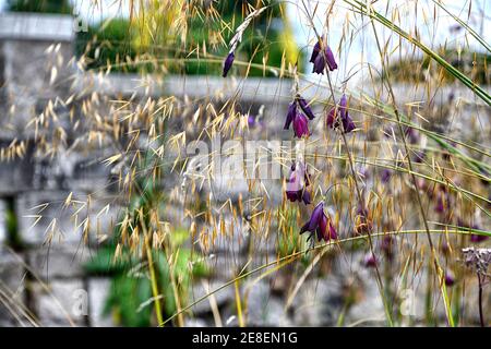 Dierama pulcherrimum Merlin, lila Blumen, Blume, Stauden, Bogen, baumeln, hängen, Glocke geformt, Engel Angelruten, stipa gigantea, riesige Feder Gra Stockfoto