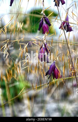 Dierama pulcherrimum Merlin, lila Blumen, Blume, Stauden, Bogen, baumeln, hängen, Glocke geformt, Engel Angelruten, stipa gigantea, riesige Feder Gra Stockfoto