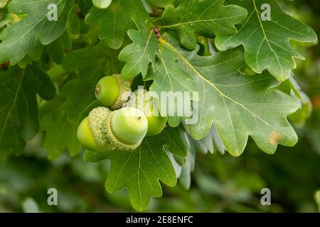 Quercus robur, Englische Eiche Stockfoto