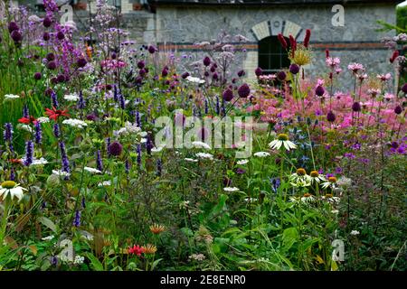 echinacea Tomatensuppe, Echinacea weißer Schwan, Allium sphaerocephalon, Drumstick allium, Agastache, Echinaceas, thalictrum, Filipendula, Verbena, Dautus, Garten, m Stockfoto